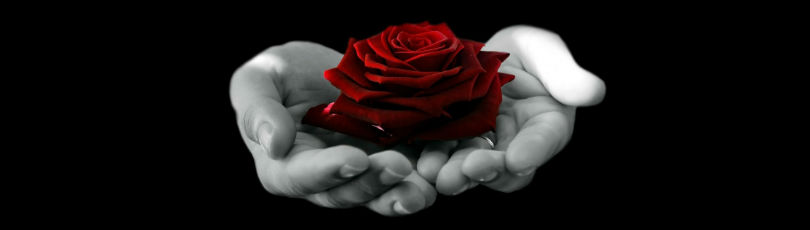 Red rose in hands